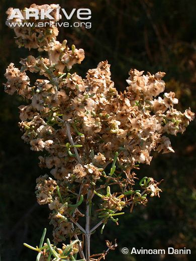 green ushnan